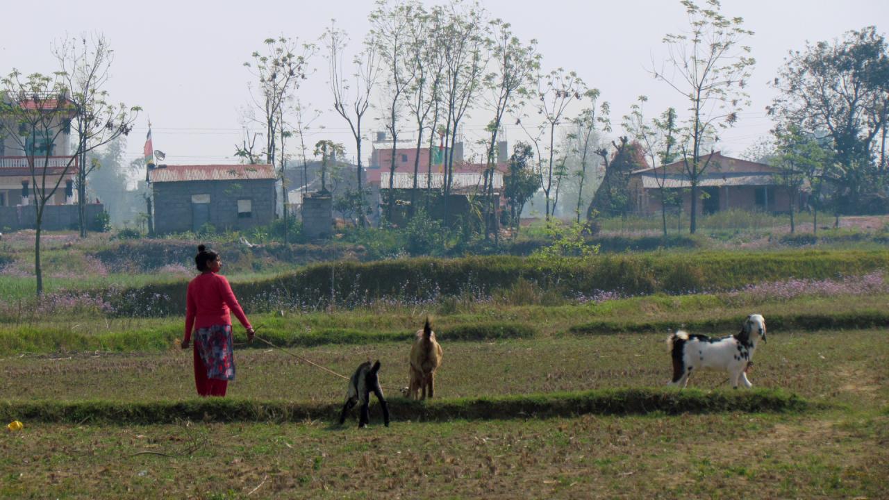Farmer with goats in Chitwan Valley of Nepal