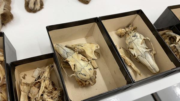 Mammalian specimens from the University of Michigan collection