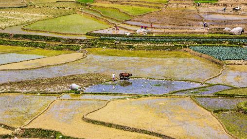Agricultural fields and farmers, Chitwan Valley, Nepal