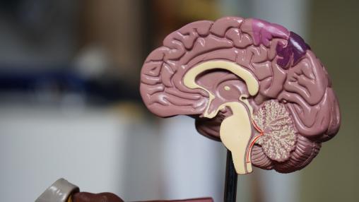 a plastic model of one half of the human brain in a medical education classroom